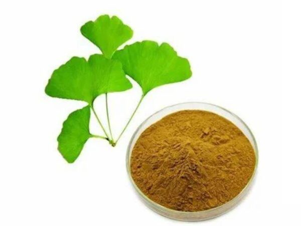 Ginkgo Biloba Extract Powder